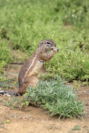 Cape bristle-thighed squirrel (Xerus inauris), adult, standing upright, feeding, Mountain Zebra