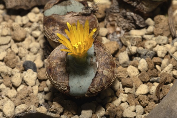 Conophytum flavum, living stones, blooming, flowers, Stellenbosch Botanical Garden, Western Cape,