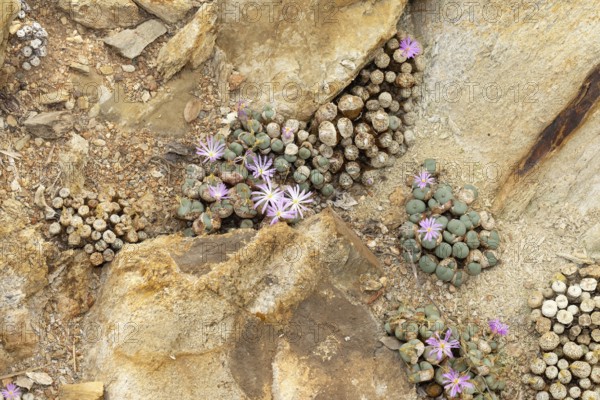Conophytum obscurum, living stones, blooming, flowers, Stellenbosch Botanic Garden, Western Cape,