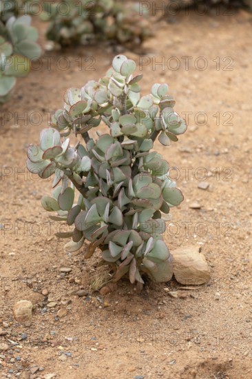 Crassula arborescens, succulent plant species, thick-leaf family, Karoo Desert Botanic Garden,