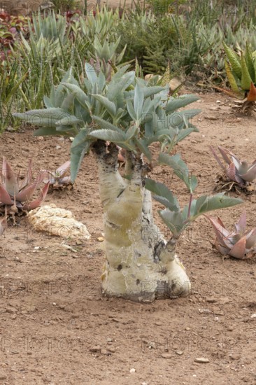 Cyphostemma juttae, wild grape, tree grape, leafy, plant, succulent, Karoo Desert Botanic Garden,
