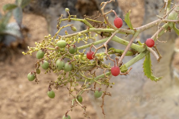 Cyphostemma juttae, wild grape, tree grape, fruit, plant, succulent, Karoo Desert Botanic Garden,