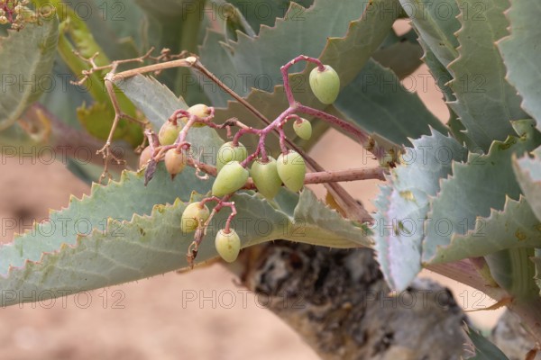 Cyphostemma juttae, wild grape, tree grape, leafy, fruit, plant, succulent, Karoo Desert Botanic