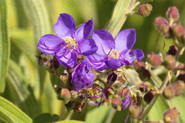 Dissotis princeps, bluehead, flower, Kirstenbosch Botanic Garden, Cape Town, South Africa