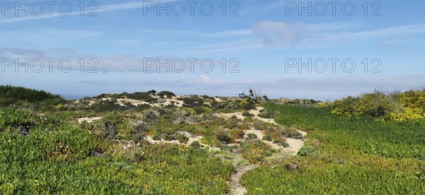 Hiking on the fishing trail, Rota Vicentina Green vegetation and sandy dunes under a blue sky with