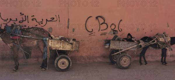 Two donkeys (asinus) with carts in which a person is resting stand in front of a wall decorated