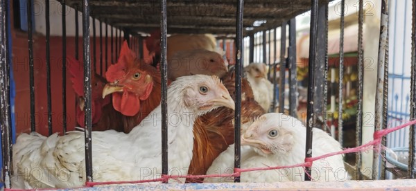 Various chickens (gallus gallus domesticus) crowded together in a cage on display at a market, Sidi