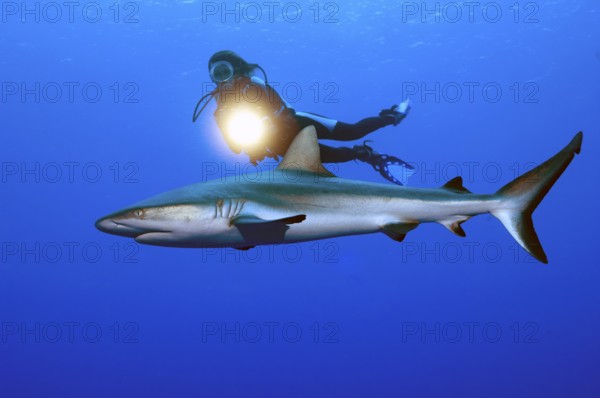 Underwater photo Diver swimming next to illuminated with underwater lamp large Grey reef shark
