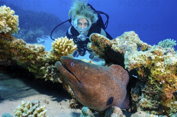 Underwater photo female scuba diver looking at large brown moray eel (Gymnothorax javanicus) coming