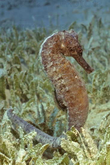 Underwater photo close-up of large seahorse (Hippocampus kelloggi) clinging to short broad-leaved