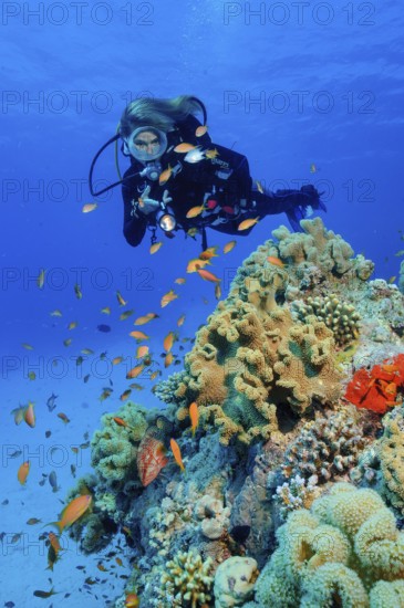 Underwater photo Diver looking at illuminated shoal of jewelled bannerfish (Pseudanthias