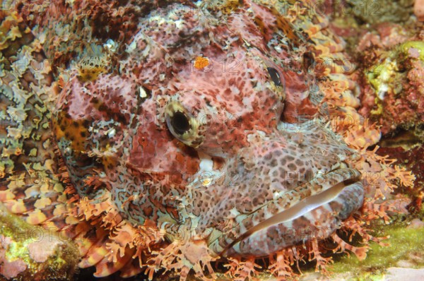 Underwater photo Close-up of fringed scorpionfish (Scorpaenopsis oxycephalus) Lurking hunter lies