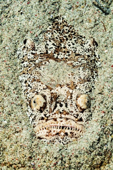 Underwater photo Marbled skygazer (Uranoscopus bicinctus) Lurking hunter with large eyes lurks well