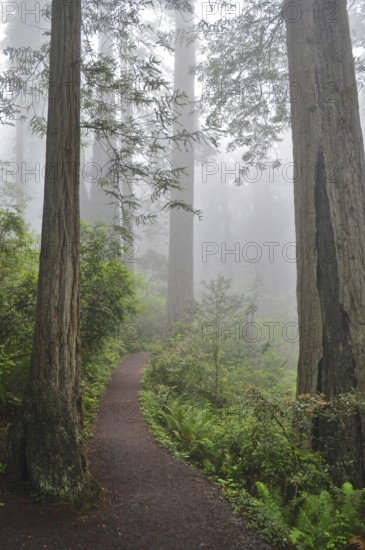 An inviting forest path surrounded by misty trees, coast redwood (Sequoia sempervirens), leads into