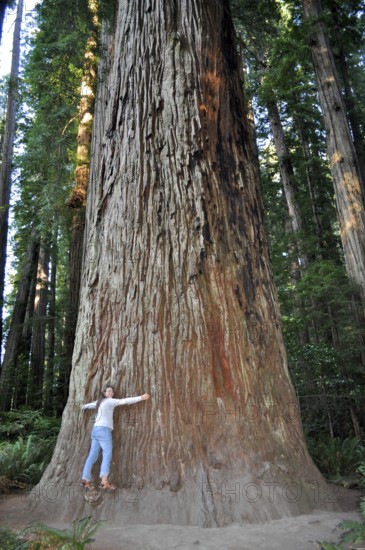 Woman leaning against an impressive tree trunk, coast redwood (Sequoia sempervirens), in a wooded