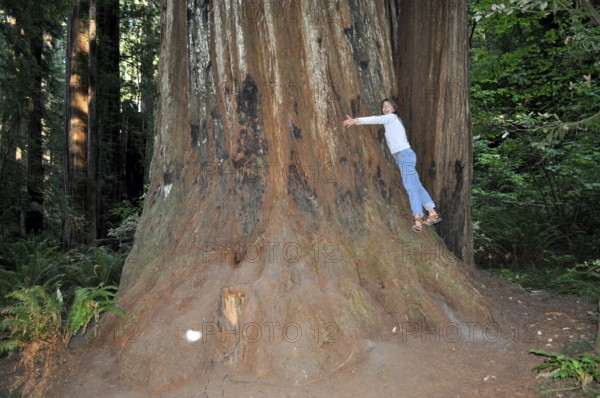 Woman hugging the imposing base of a massive tree trunk, coast redwood (Sequoia sempervirens), in