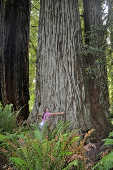 Woman hugging a giant tree trunk, coast redwood (Sequoia sempervirens), in dense green forest with