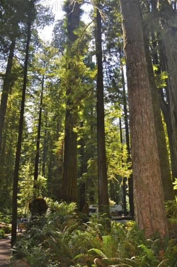 Light-flooded forest with tall trees, coast redwood (Sequoia sempervirens), peaceful atmosphere,