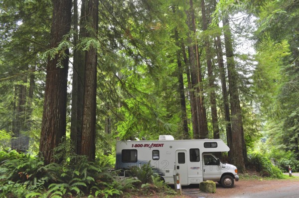 Motorhome in a green forest, surrounded by tall trees, coast redwood (Sequoia sempervirens),
