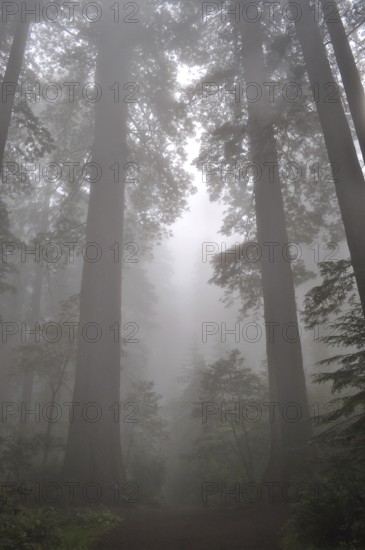 Majestic redwood trees, coast redwood (Sequoia sempervirens), towering in the mystical mist of the