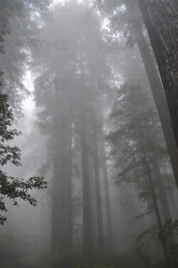 Tall redwood trees, coast redwood (Sequoia sempervirens), stand in a misty, mystical forest,