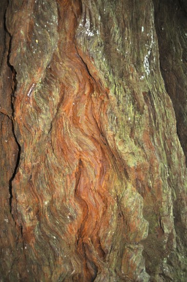 Close-up of patterned tree bark with greenish and reddish tones, from coast redwood (Sequoia