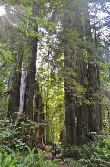 Hiker on a trail surrounded by majestic redwood trees, coast redwood (Sequoia sempervirens),