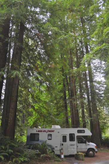Motorhome parked in a dense forest with impressively tall trees, coast redwood (Sequoia