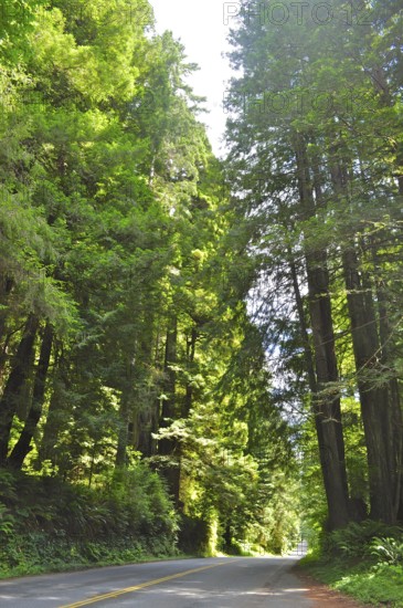 Sunlit road through a dense green forest, coast redwood (Sequoia sempervirens), Redwood National