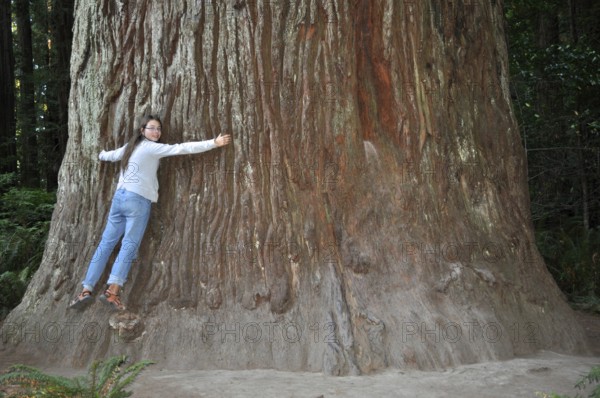 Woman hugging the huge trunk of a giant tree, coast redwood (Sequoia sempervirens), in the lush