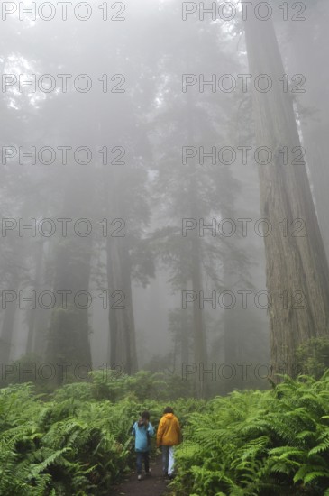 Two people on a fog-shrouded path surrounded by ferns and tall trees, Coast Redwood (Sequoia