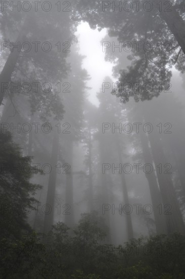 A dense forest of majestic trees, coast redwood (Sequoia sempervirens), surrounded by heavy fog and