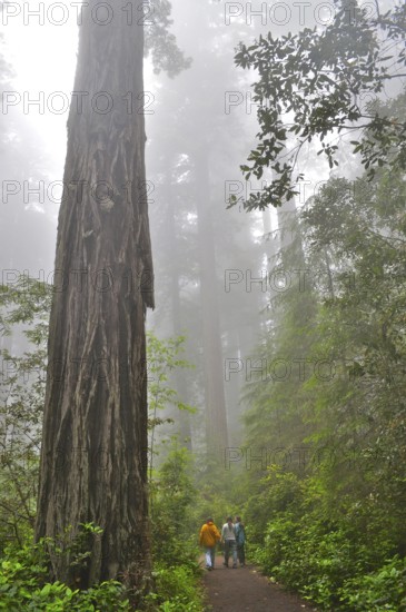 Three people walking through a misty forest surrounded by tall, impressive trees, coast redwood