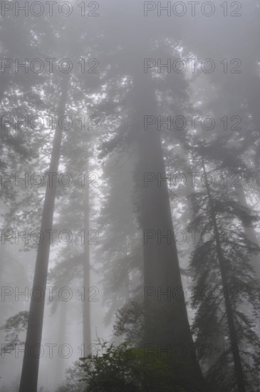 Tall trees, coast redwood (Sequoia sempervirens), surrounded by dense fog create a mysterious