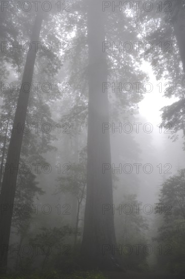A giant redwood tree, coast redwood (Sequoia sempervirens), rises in the dense fog of the forest,