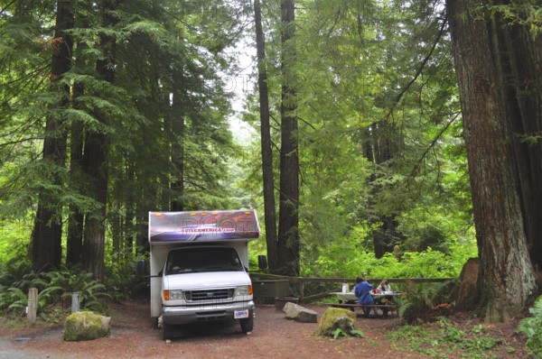 Motorhome next to picnic tables in a green forest, coast redwood (Sequoia sempervirens), a feeling