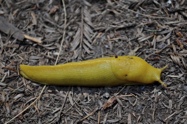 Banana slug (Ariolimax stramineus) on dry forest floor, bright yellow contrasts with the dark soil,