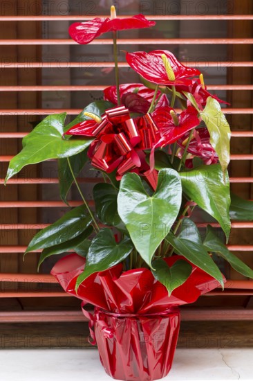 Flamingo flower (Anthurium) gift-wrapped, Italy