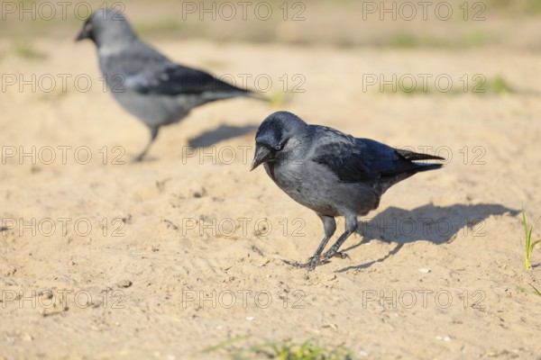 Two western jackdaws (Coloeus monedula) search for food in a sandy area on a sunny day. Czech