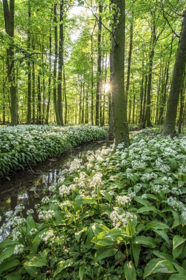 A green forest with wild garlic (Allium ursinum) in bloom and rays of sunshine shining through the