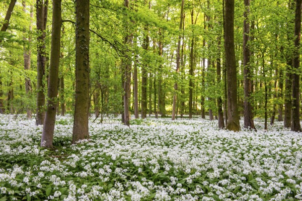 A dense forest with trees surrounded by flowering white wild garlic (Allium ursinum) in a peaceful
