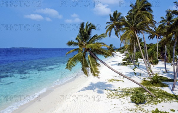 Bird's eye view of turquoise blue lagoon and bright white beach sandy beach beach with coconut