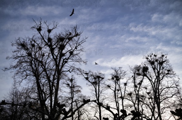 Grey heron colony, heron colony, cormorant colony, trees full of nests, nesting sites, herons, grey