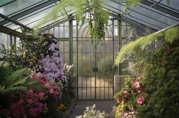 Interior view of azaleas (rhododendrons) in the greenhouse, Wilhelma, Zoological-Botanical Garden,