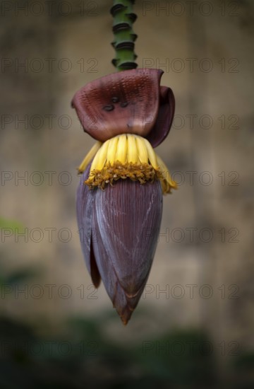 Interior view of banana blossom (banana heart) in the greenhouse, Wilhelma, Zoological-Botanical