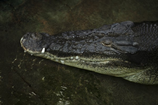 Inguinal crocodile, also known as saltwater crocodile (Crocodylus porosus) Animal portrait,