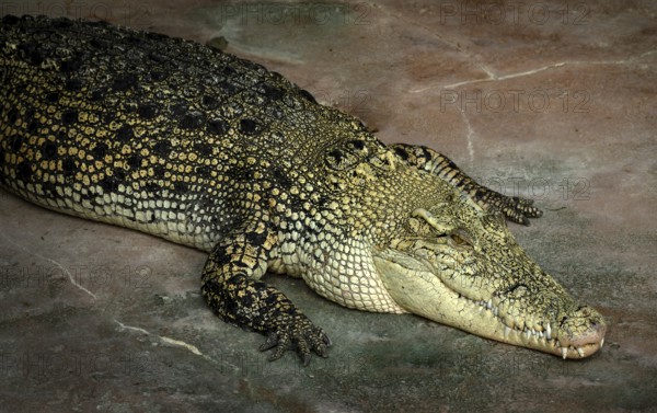 White crocodile, also known as saltwater crocodile (Crocodylus porosus), albino, animal portrait,