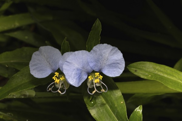 Commelina erecta, upright dayflower, slender dayflower, blossoms, blooming, Stellenbosch Botanic