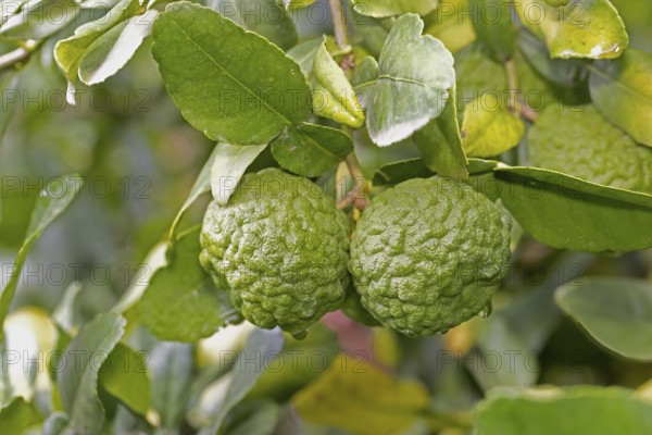 Citrus hystrix, kaffir lime, thai lime, makrut lime, citrus fruit, leaves, Stellenbosch Botanic