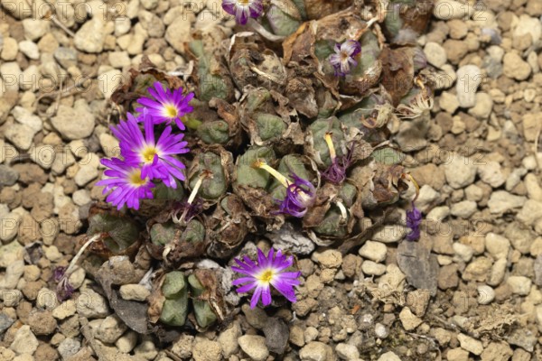 Conophytum bicarinatum, living stones, blooming, flowers, Stellenbosch Botanic Garden, Western